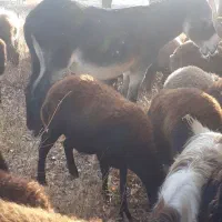 اولاغ نر|حیوانات مزرعه|مرند, |دیوار