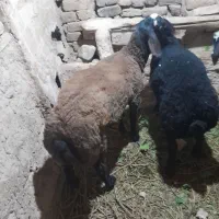 بره نر ۳۲۰