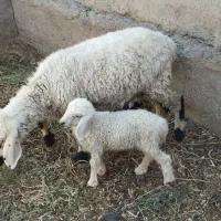 بز مری با مهره ماده گوسفند جناب با دوباره نر وماده|حیوانات مزرعه|زابل, |دیوار