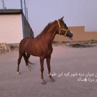 اسب دره شور بامدرک فدراسیون