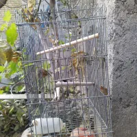 قفس عروس هلندی