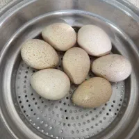 تخم نطفه دار بوقلمون