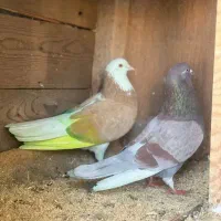 کفتر گرویی جنس