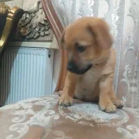 سه تا توله پا کوتاه نژاد شیپر ۷۴ روزه|سگ|رباطکریم, نصیرشهر|دیوار