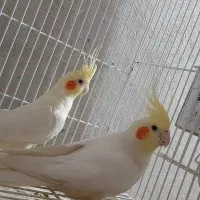 یک جفت عروس ۲۰۰۰۰۰