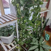 شلف ۱۲۰×۱۱۰|کتابخانه، شلف، قفسه‌های دیواری|کرمانشاه, |دیوار