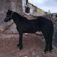 اسب‌۳ساله‌نو