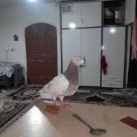 لوازم زینتی وکفتر سار کله هما|کلکسیون اشیاء عتیقه|مشهد, قائم|دیوار