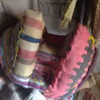 دسته‌بندی حیوانات جانبی