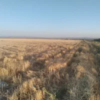 اجاره ۷۲ آب ۸۰هکتار زمین کشاورزی|اجارهٔ دفتر صنعتی، کشاورزی، تجاری|جوادآباد, |دیوار