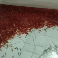 ماهی قرمز عمده