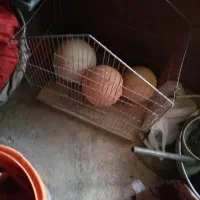 قفس پرنده ویک قفس بزرگ سالم