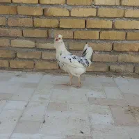 تعدادی مرغ خروس گلین