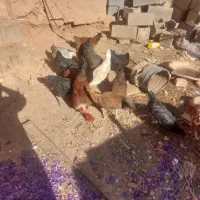 ۷تا مرغ جوان