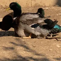 اردک روئن و کایوگا بیگ سایز و مسکویی طوسی دودی|حیوانات مزرعه|قائم‌شهر, |دیوار