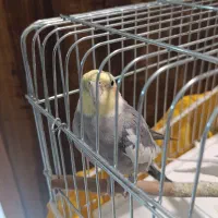 یک جفت عروس هلندی سخنگو