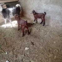 بز با دو عدد کره نر ۳ ماهه