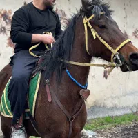 اسب مادیان|اسب و تجهیزات اسب‌سواری|تهران, بوستان چیتگر|دیوار