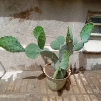 کاکتوس