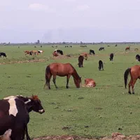 قایق سواری مطمئن در اسکله مجازه قوی سپید نیزار|تور و چارتر|بندر انزلی, تختی|دیوار