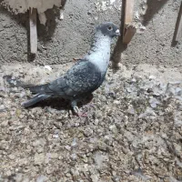 کبوتر|پرنده|برازجان, |دیوار