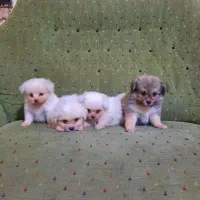 واگذاری سگ پاکوتاه سایز ریز