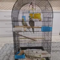 فروش عروس هلندی ویک ماده مرغ عشق زرد