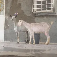 کهرماده دوقلوزا شیرخوار بازیگوش ۲عددبز صلاله محلی|حیوانات مزرعه|بندرعباس, |دیوار