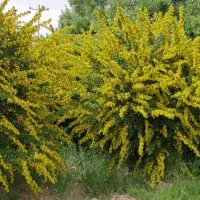 زرشک آبدار|خوردنی و آشامیدنی|سربیشه, |دیوار