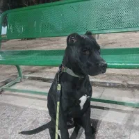 فروش توله پیت بول.قیمت(۲۰میلیون)