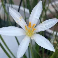 همسفربرای تجربه آرام بخش درجنگل راش