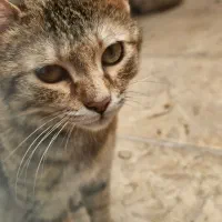 واگذاری گربه ماده بسیار مهربون و نازنازی