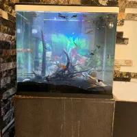 اکواریوم کوچیک شیشه خم شرکتی و تعدادی ماهی