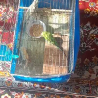 مرغ عشق با قفس|پرنده|مهریز, |دیوار