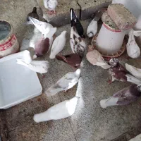 پرنده|پرنده|تهران, پردیسان|دیوار