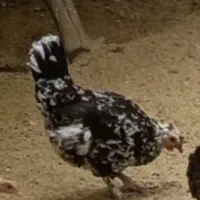 مرغ و خروس وجوجه