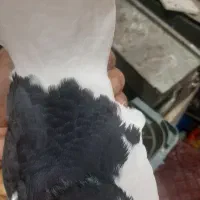یال سیاه ماده|پرنده|شیراز, ریشمک|دیوار