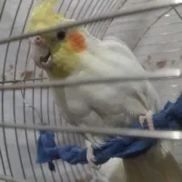 عروس هلندی نر|پرنده|بروجرد, |دیوار