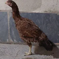 سلام خدمت دوستان فروش چند عدد مرغ و خروس