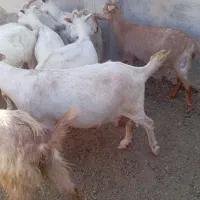 تعداد 29راس بز آبستن