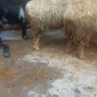 میش و بز|حیوانات مزرعه|دزفول, |دیوار