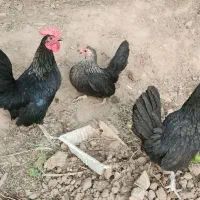 مرغ و خروس جاپنیز