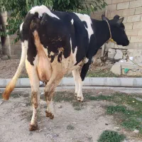 گاو هلشتاین شیری