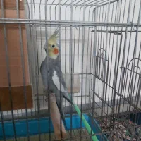 عروس هلندی نر سرحال|پرنده|پاکدشت, خاتون آباد|دیوار