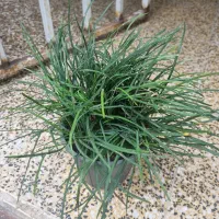 آگروس طلایی و سبز به همراه یال اسبی