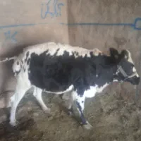 گاو و گوساله
