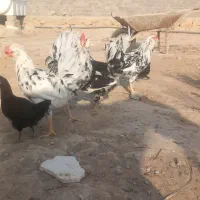 خروس گلین|حیوانات مزرعه|بندر گناوه, |دیوار