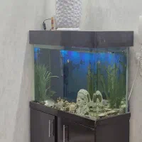 اکواریوم|ماهیگیری|مشهد, عامل|دیوار