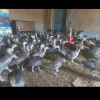 جوجه بوقلمون درشت و واکسن خورده