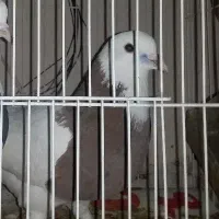 طوق مجسمه|مجسمه، تندیس، ماکت|بیرجند, |دیوار